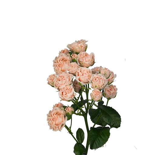 Романтик Баблс